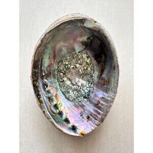 Iridescent Giant Abalone Shell: Rainbow Seashell Decor, Smudging Bowl, Coastal